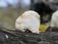 Süngomba (Hericium erinaceus), Budai-hegység